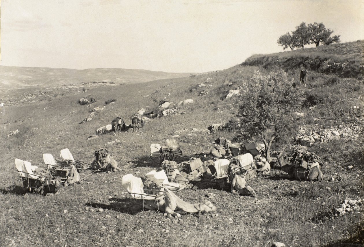 Camelos de ambulância, c.1916-19 (foto a p/b) de English Photographer