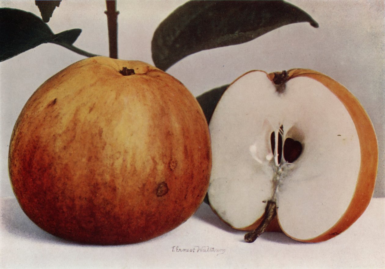Apple, James Grieve (fotografia a cores) de English Photographer