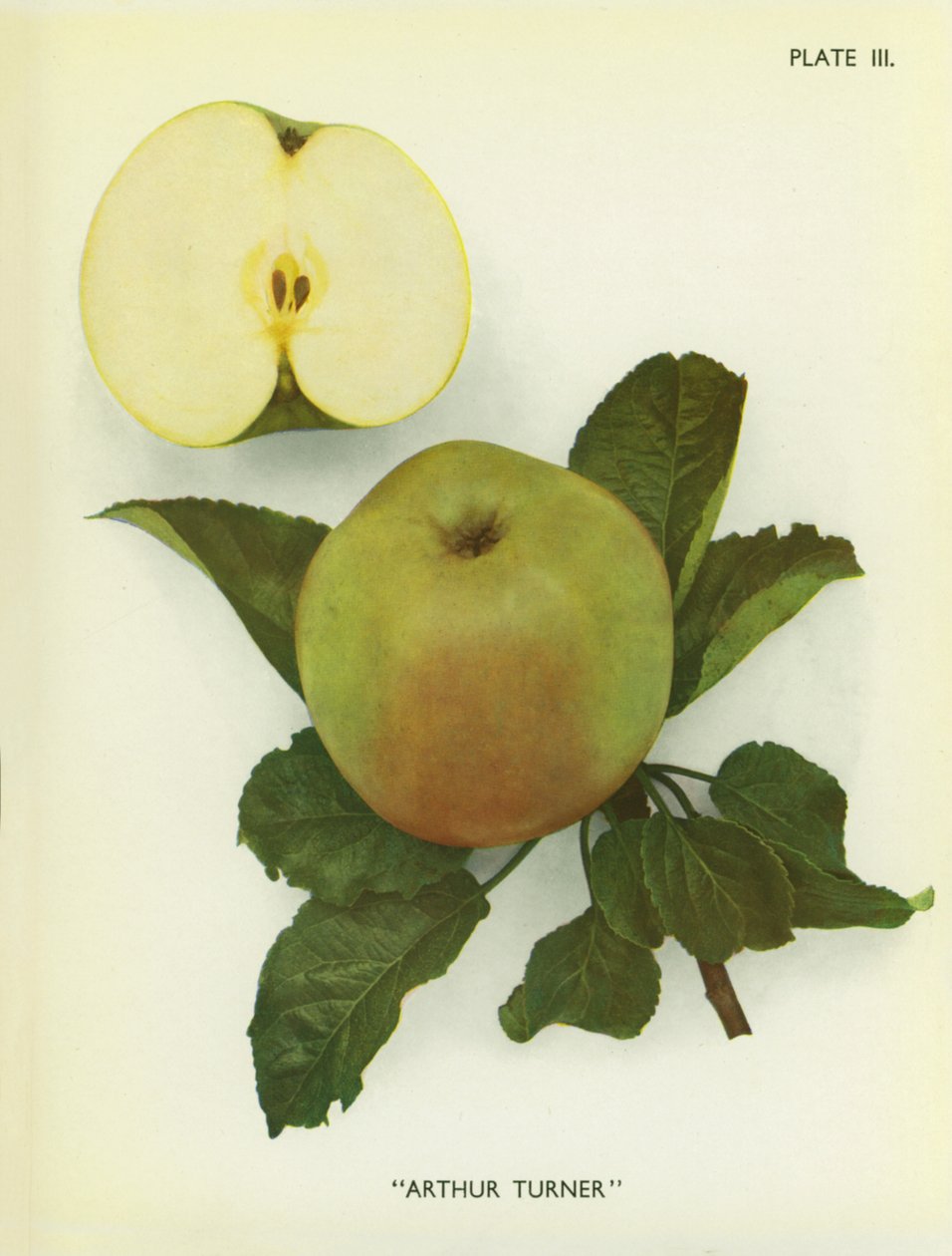 Maçãs de Inglaterra: Arthur Turner (fotografia a cores) de English Photographer