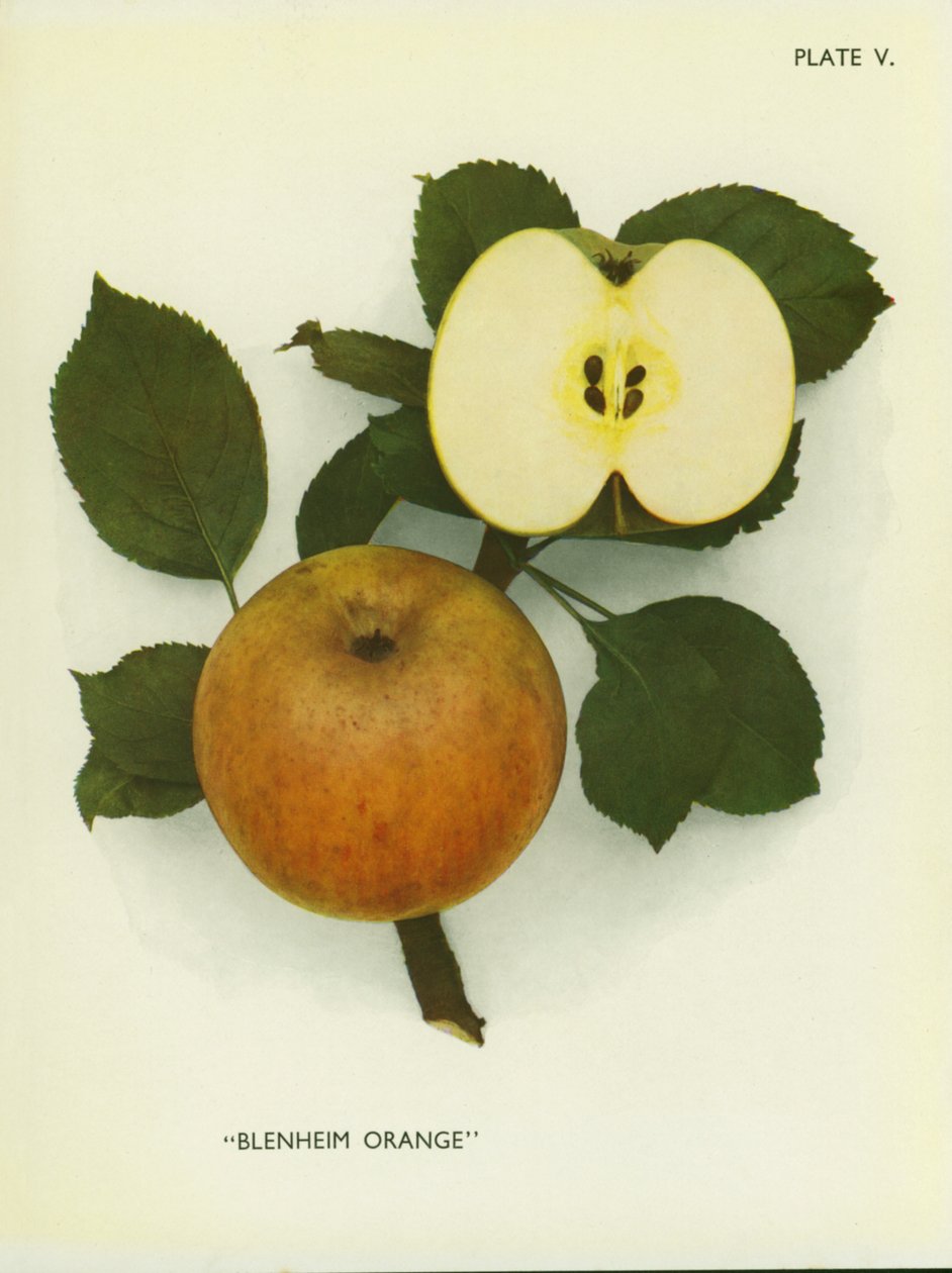 Maçãs de Inglaterra: Laranja de Blenheim (fotografia a cores) de English Photographer