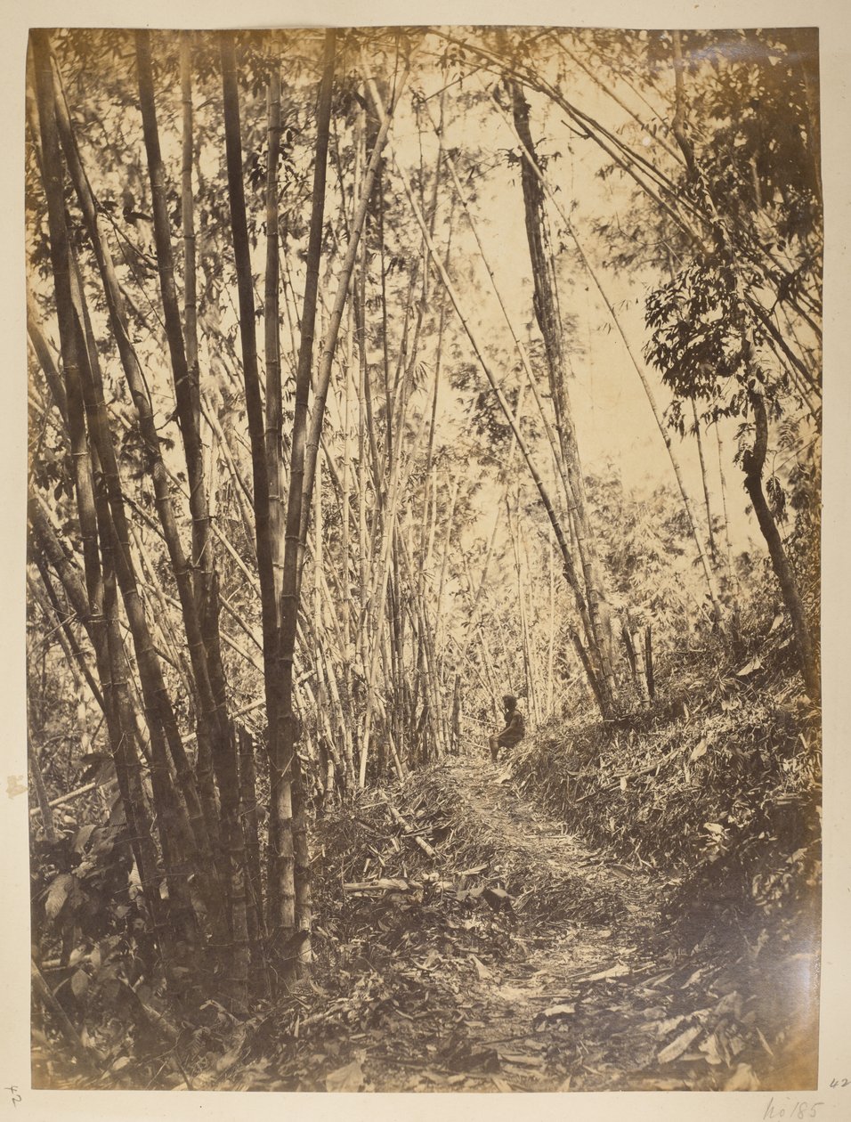 Floresta de bambu na teesta.  Vistas de Darjeeling. década de 1870 de English Photographer