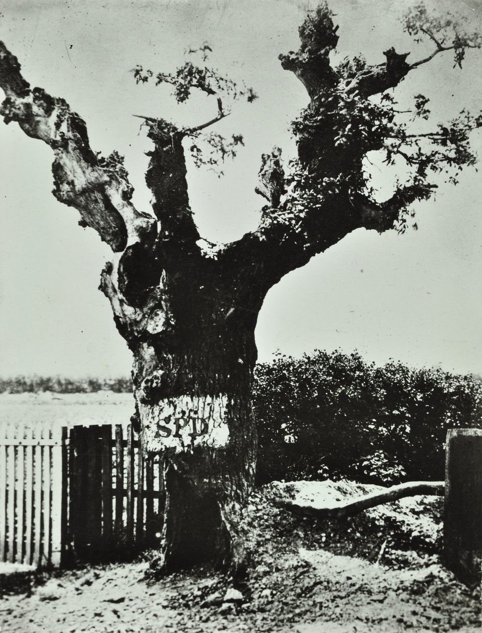 Brockley Lane: Old Oak, Londres, 1890 de English Photographer