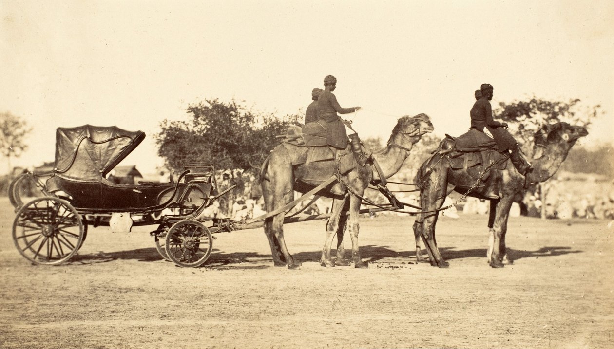 Camel Carriage, c.1860 (fotogravura) de English Photographer