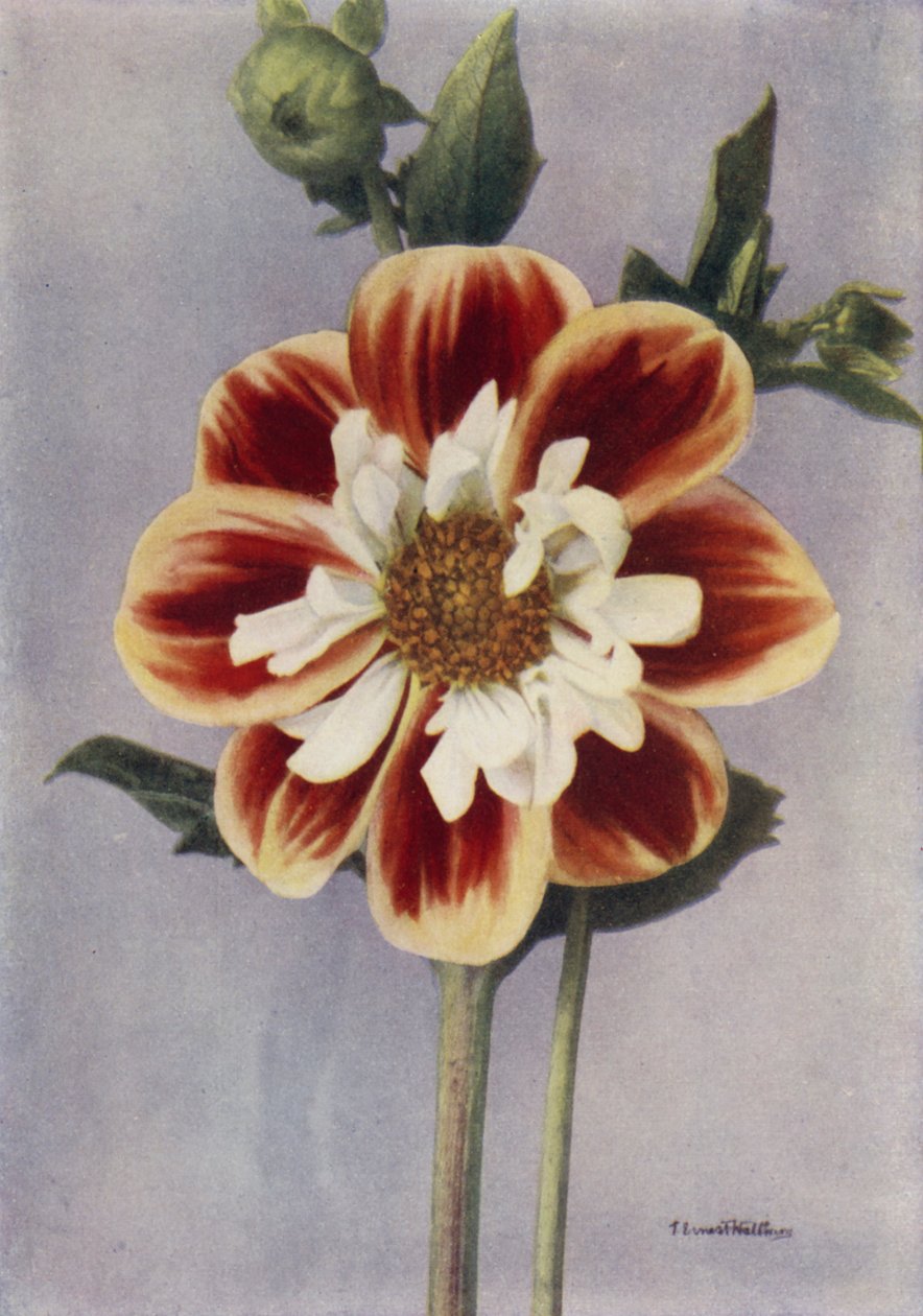 Collerette Dahlia, Gallia (fotografia a cores) de English Photographer