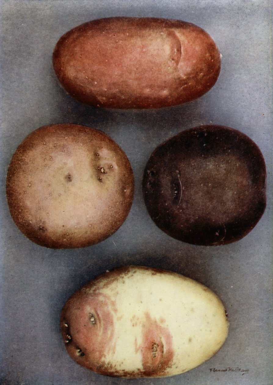 Batatas coloridas (foto a cores) de English Photographer