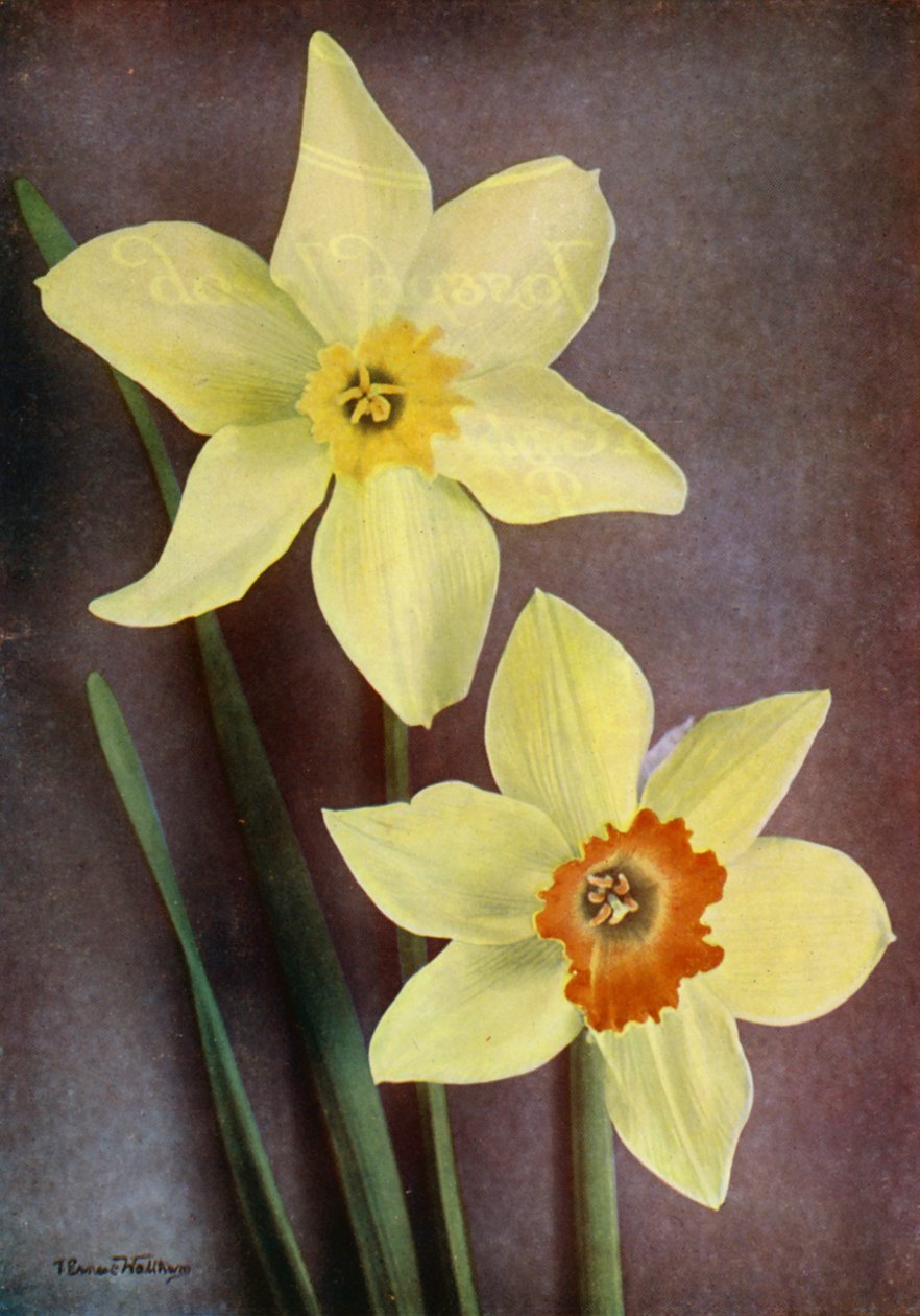 Narciso (fotografia a cores) de English Photographer