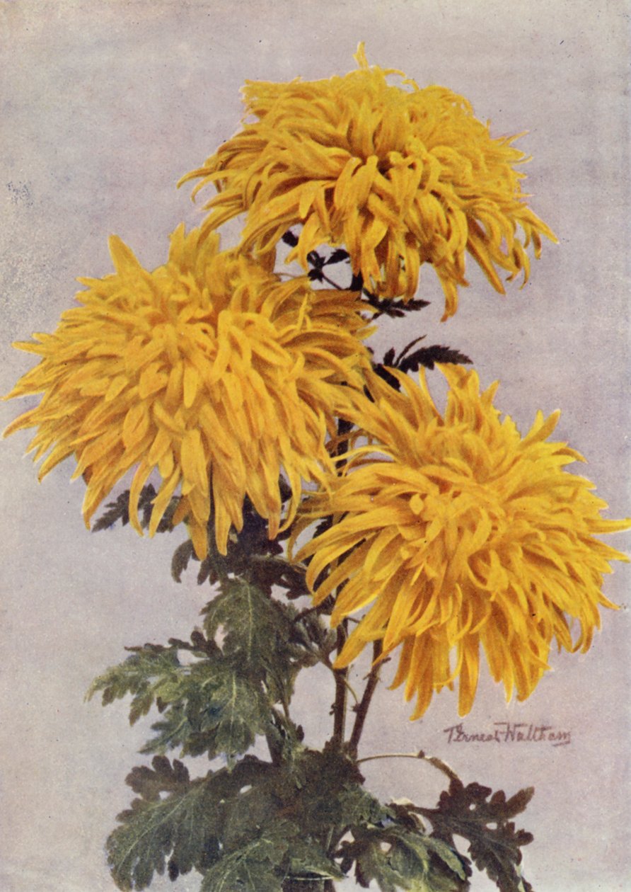 dezembro Ouro (fotografia a cores) de English Photographer