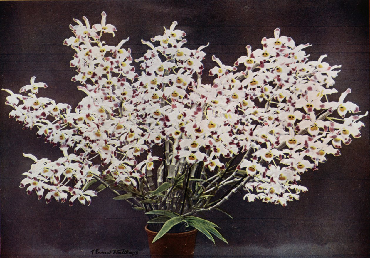 Dendrobium Wardianum (fotografia a cores) de English Photographer