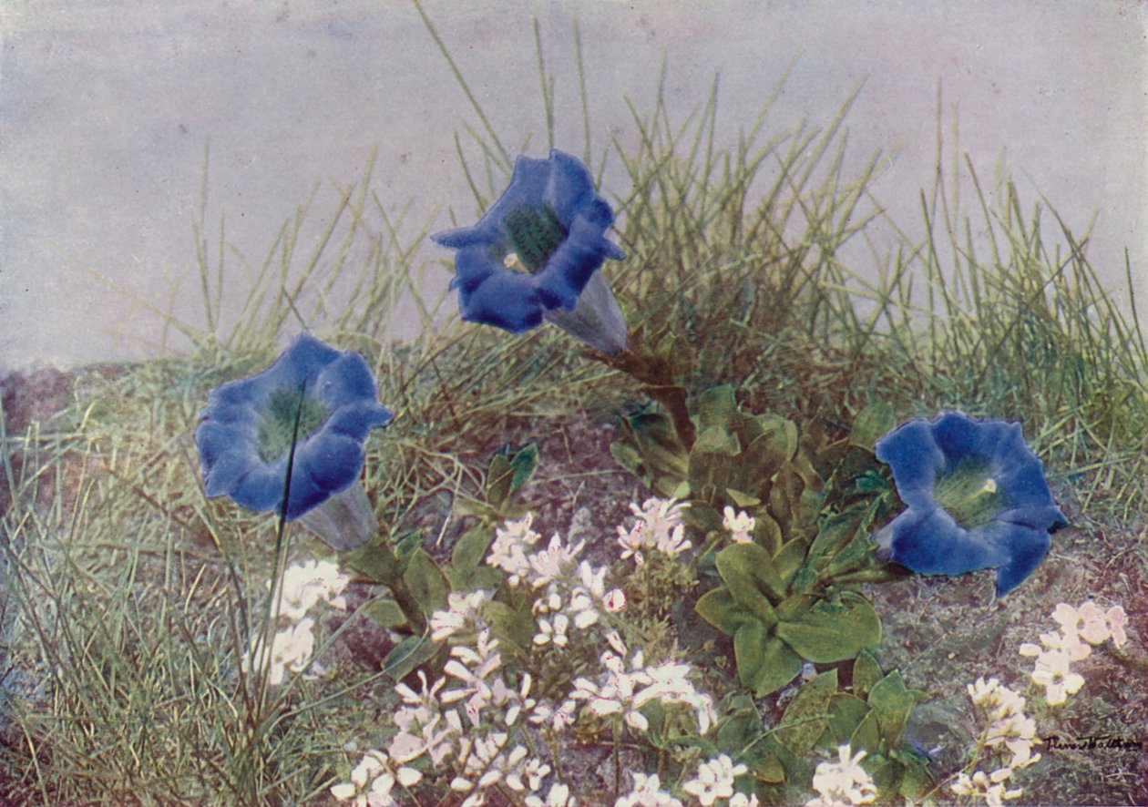 Gentiana Acaulis e Draba Dediana (fotografia a cores) de English Photographer