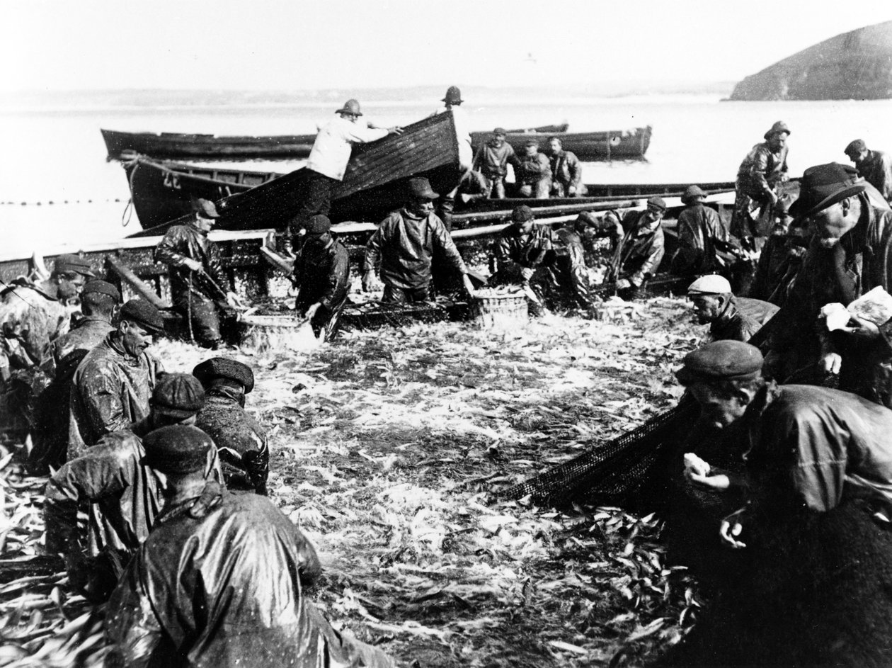 Captura de arenque, c.1890 de English Photographer