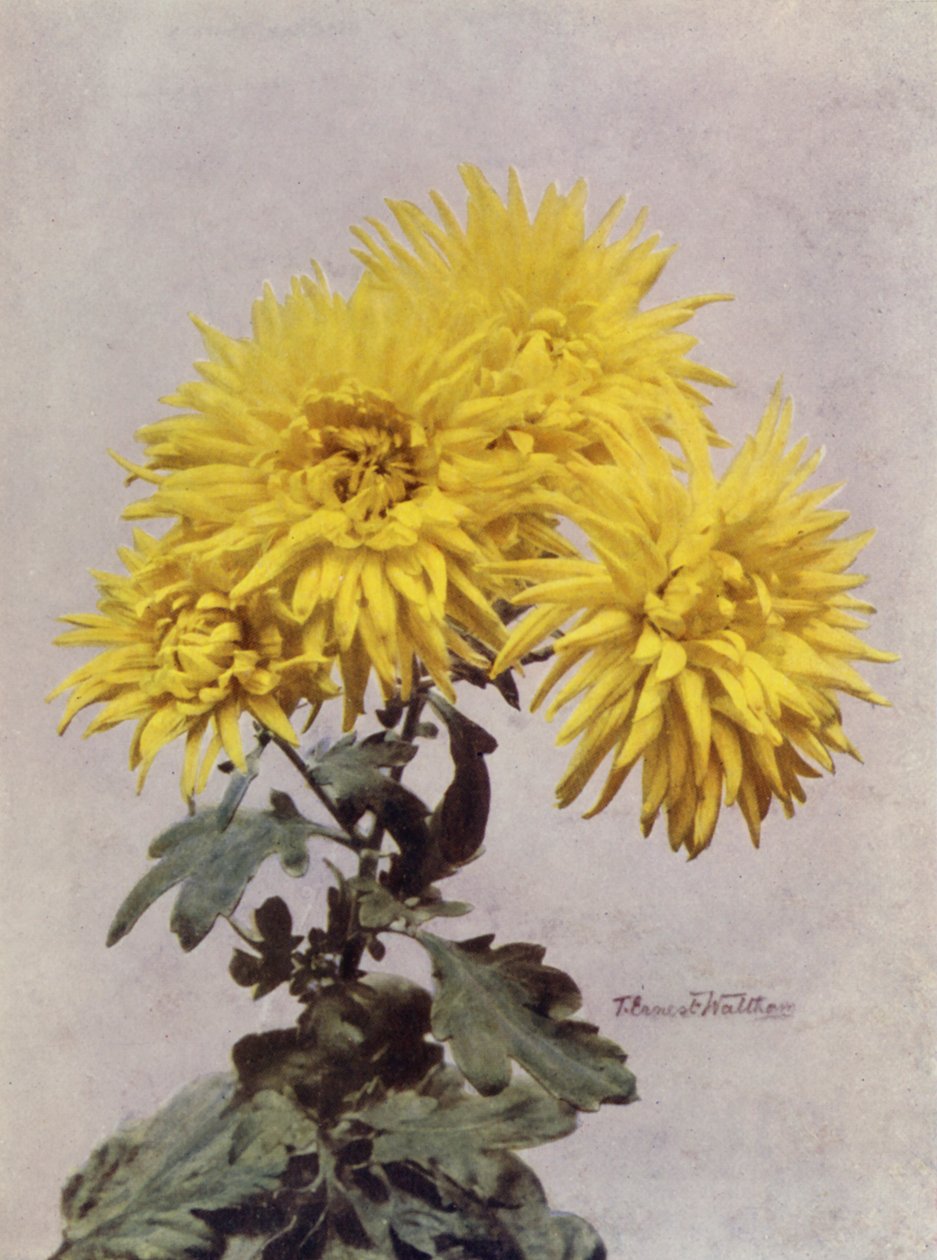 Horace Martin (fotografia a cores) de English Photographer