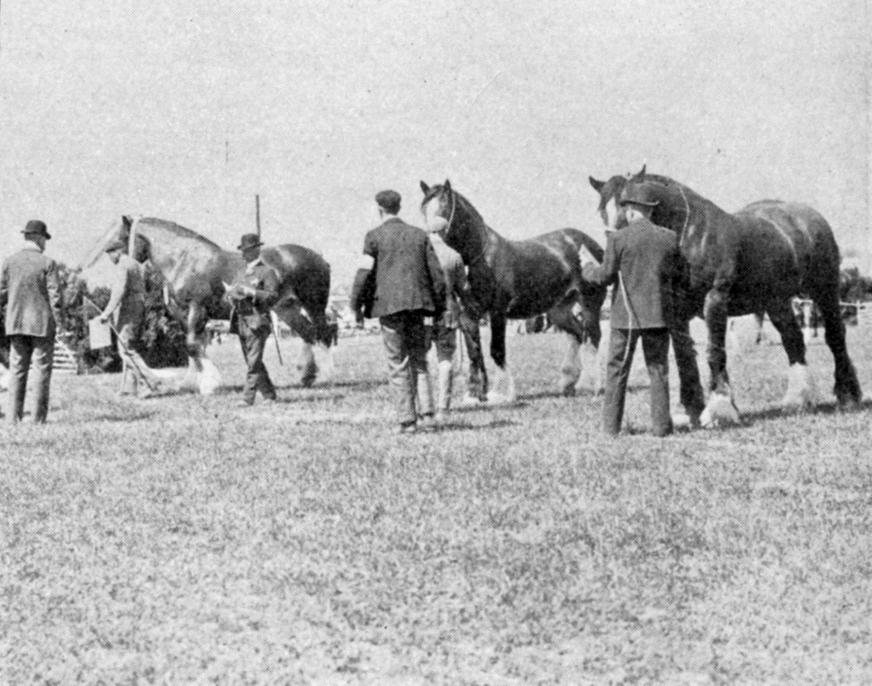 Julgando Shire Horses no Oxfordshire Agricultural Show, ilustração do Rei, 25 de maio de 1901 de English Photographer