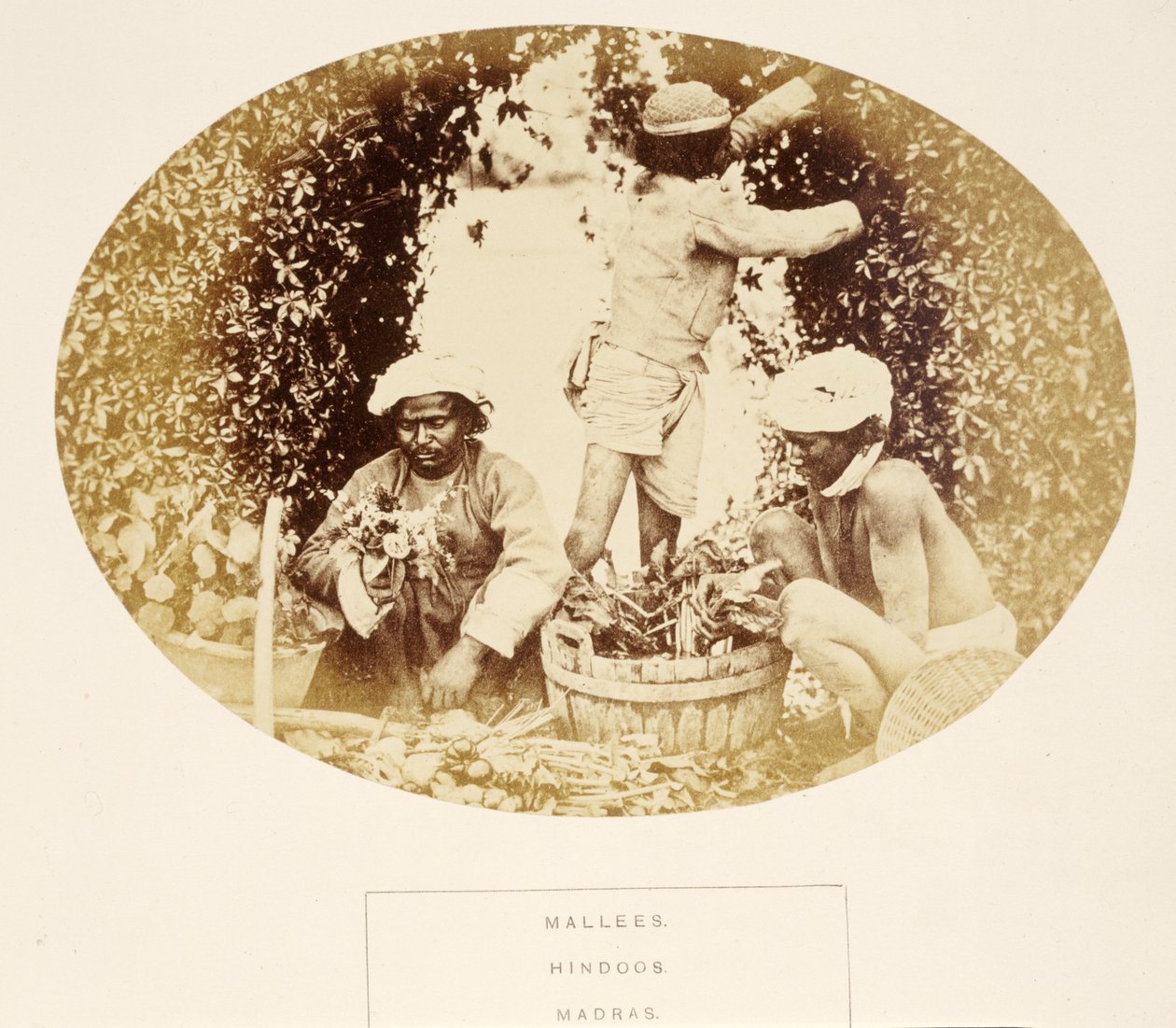 Mallees (Gardeners), Hindus, Madras, de The People of India, por J. Forbes Watson, publicado em 1868 (impressão de albume) de English Photographer