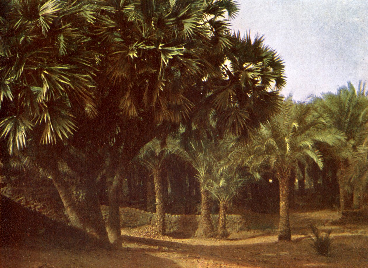 Palm Grove perto de Karnak, Egipto de English Photographer