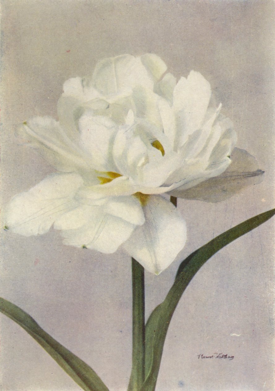 Schoonoord (fotografia a cores) de English Photographer