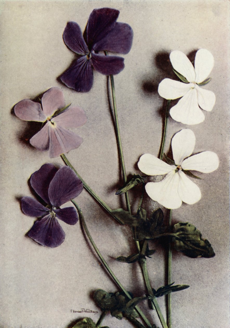 Três variedades de Viola Cornuta (foto a cores) de English Photographer