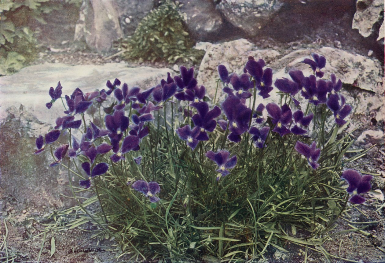 Viola Gracilis (fotografia a cores) de English Photographer