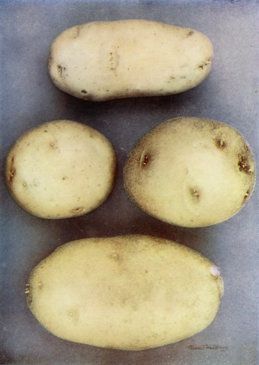 Batatas brancas (fotografia a cores) de English Photographer