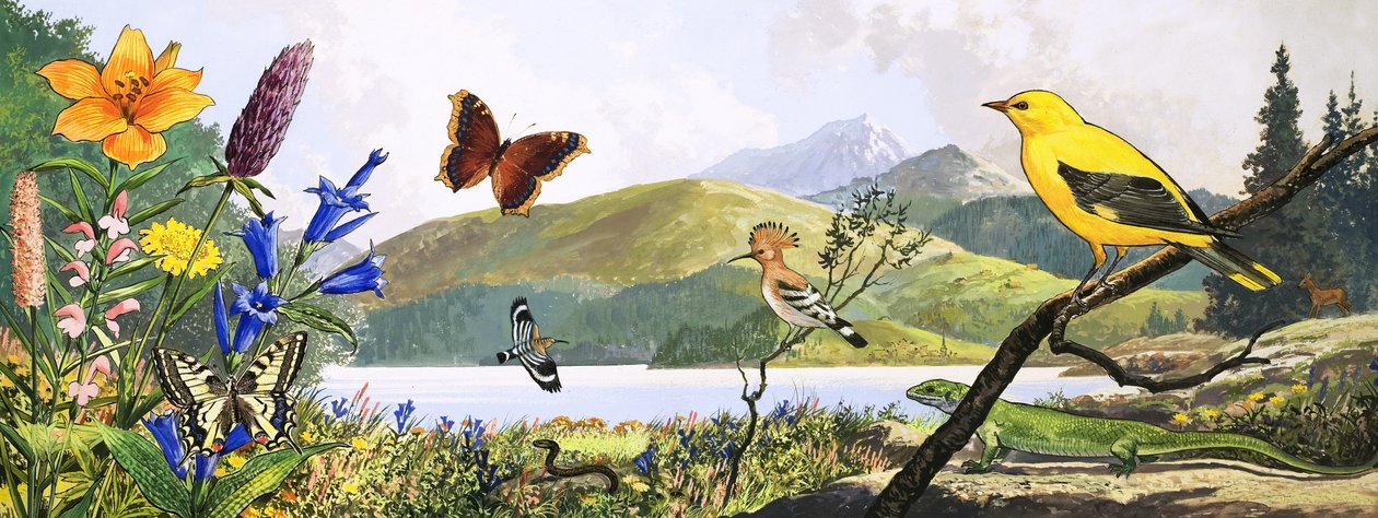 Vida selvagem da Europa Central, ilustração de "Nature