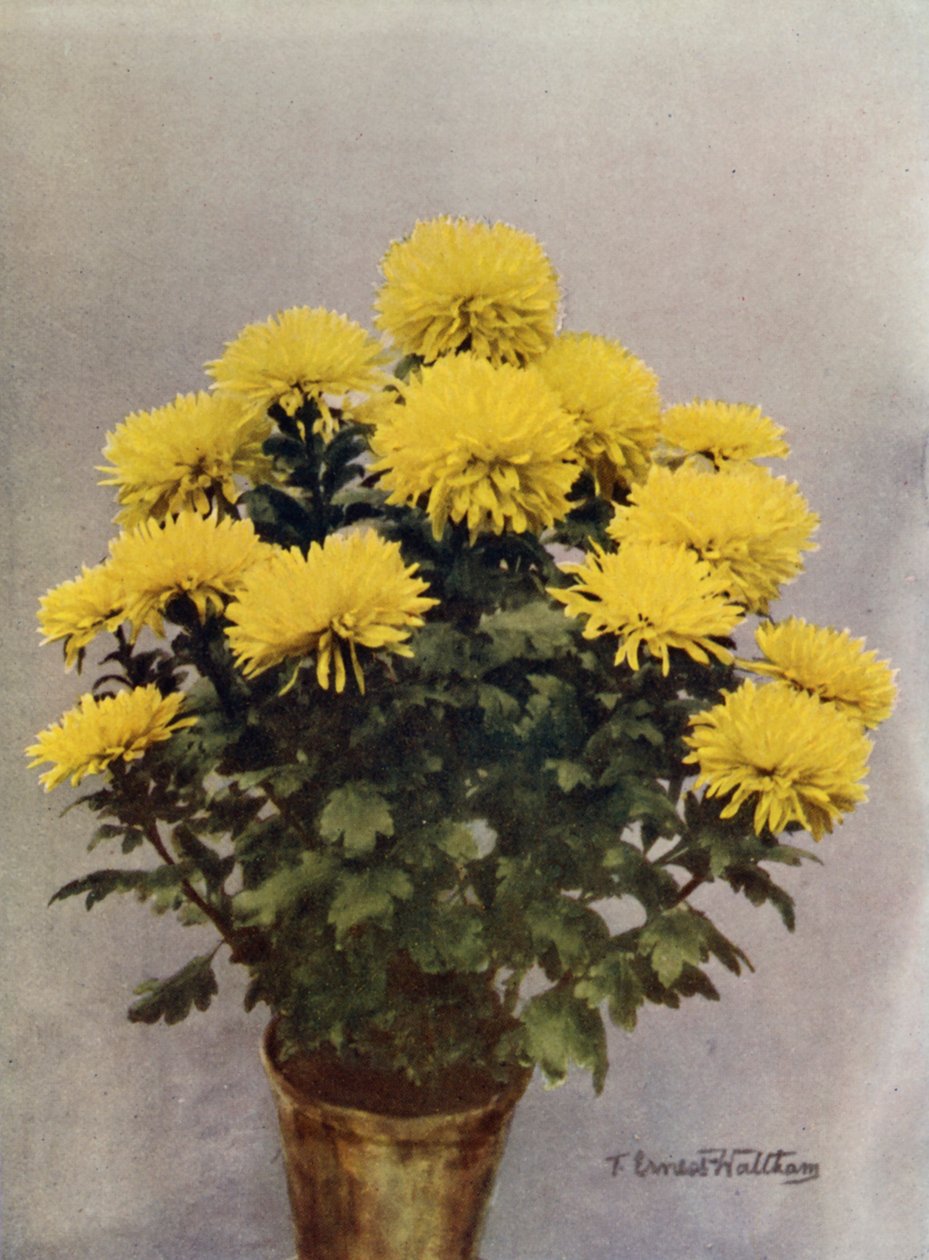 Amarelo Caprice du Printemps de English Photographer