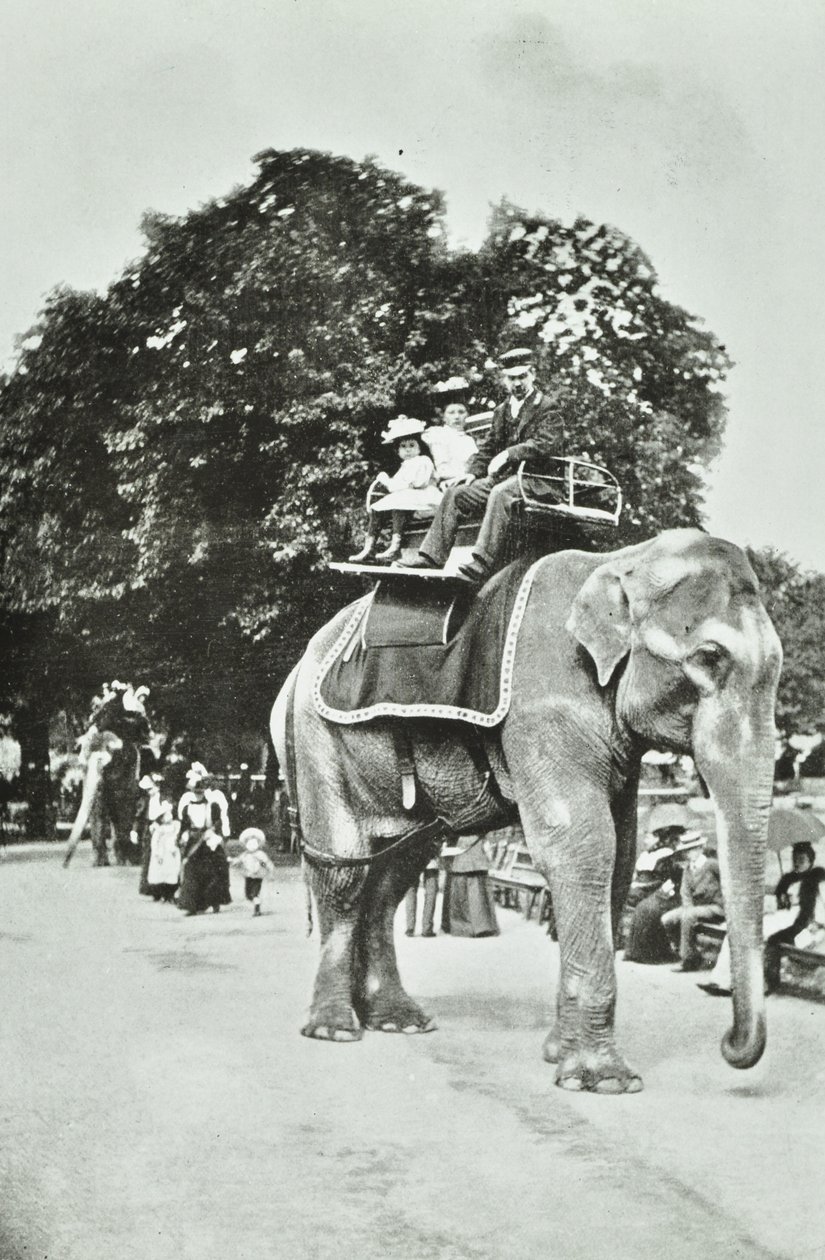 Jardins Zoológicos, Regents Park: passeios de elefante, Londres, c.1895 de English Photographer