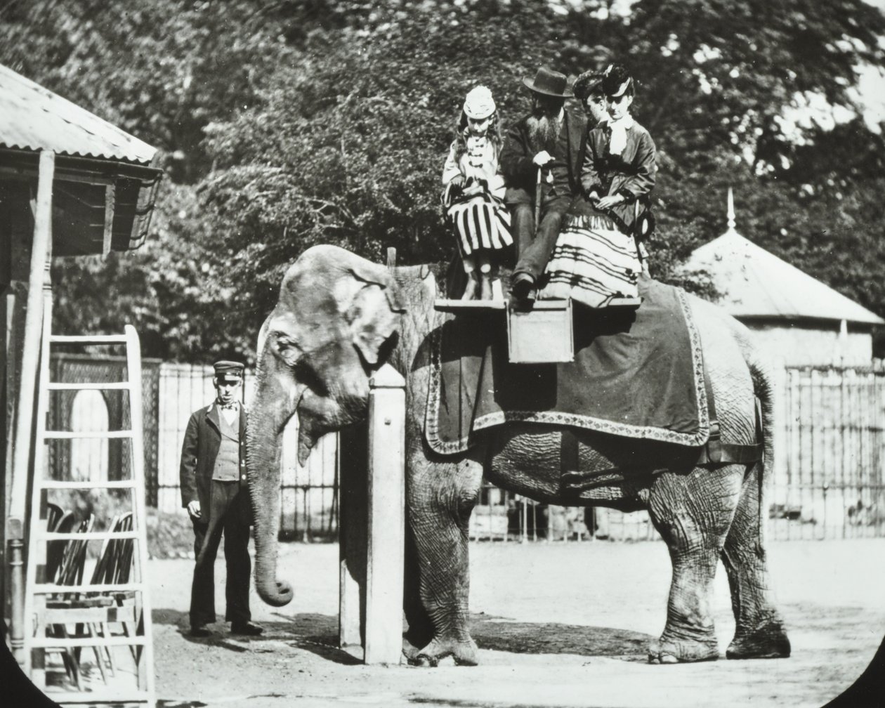 Jardins Zoológicos, Regents Park: elefante com adultos e crianças passeando, zoológico de Londres, 1894 de English Photographer
