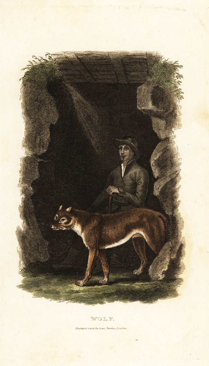 Cavalheiro inglês do século XVIII e seu lobo manso, Canis lupus, na entrada de uma caverna de English School