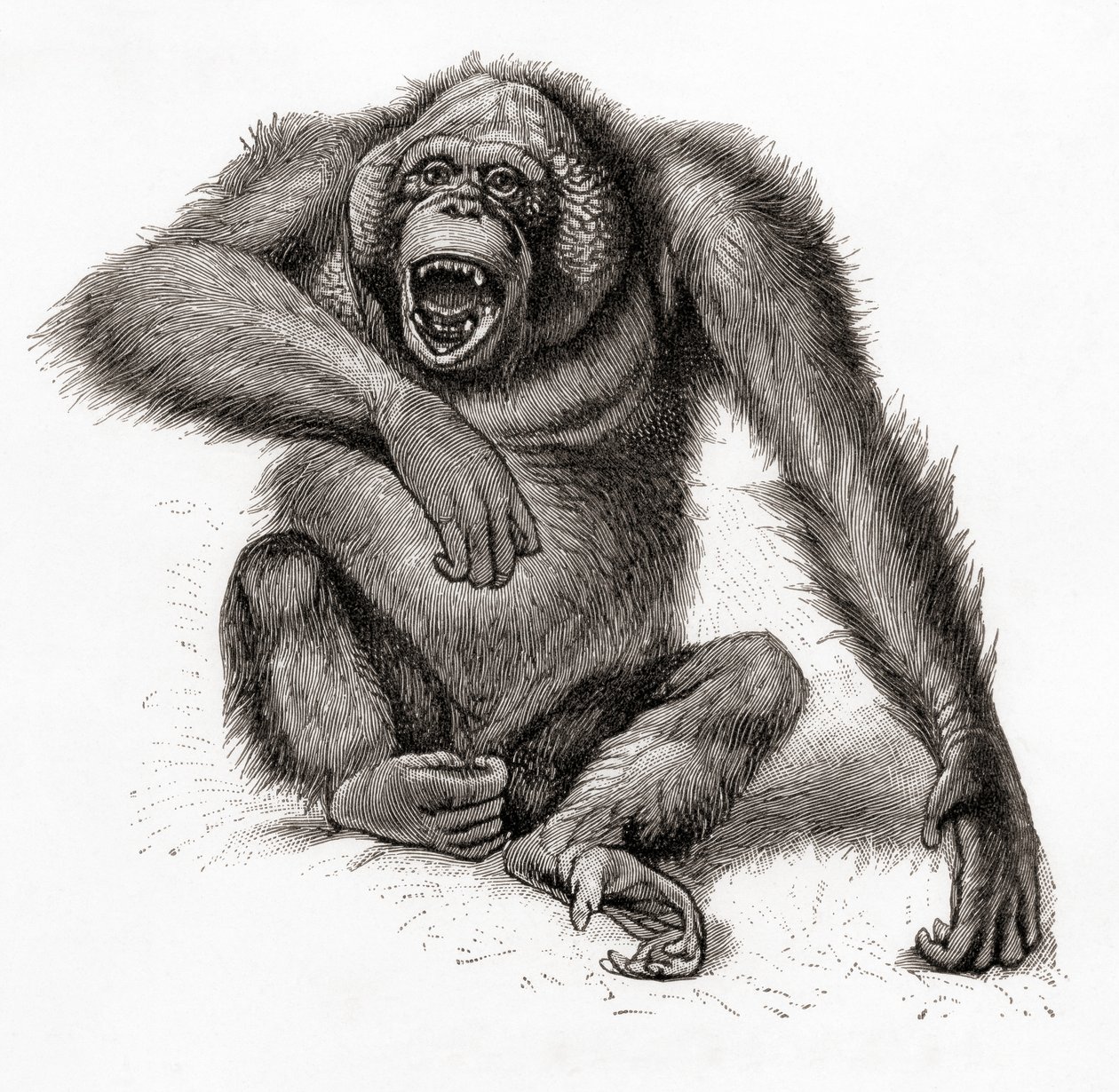 Um orangotango de Bornéu, Pongo pygmaeus, também conhecido como orangotango, orangutang ou orang-utang. Do Meyers Lexicon, publicado em 1924 (impresso) de English School