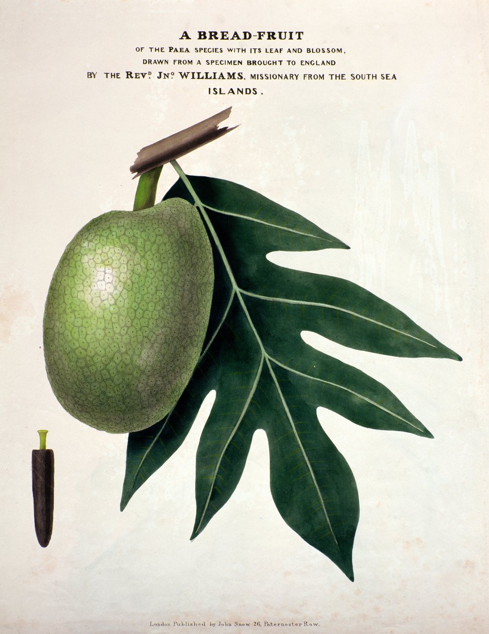Um Pão-Fruto, c.1825 (litol handcoloured) de English School