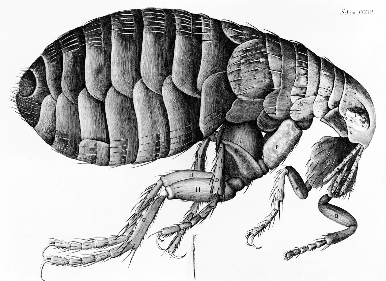 Uma pulga da observação do microscópio por Robert Hooke (1635-1703), 1665 de English School