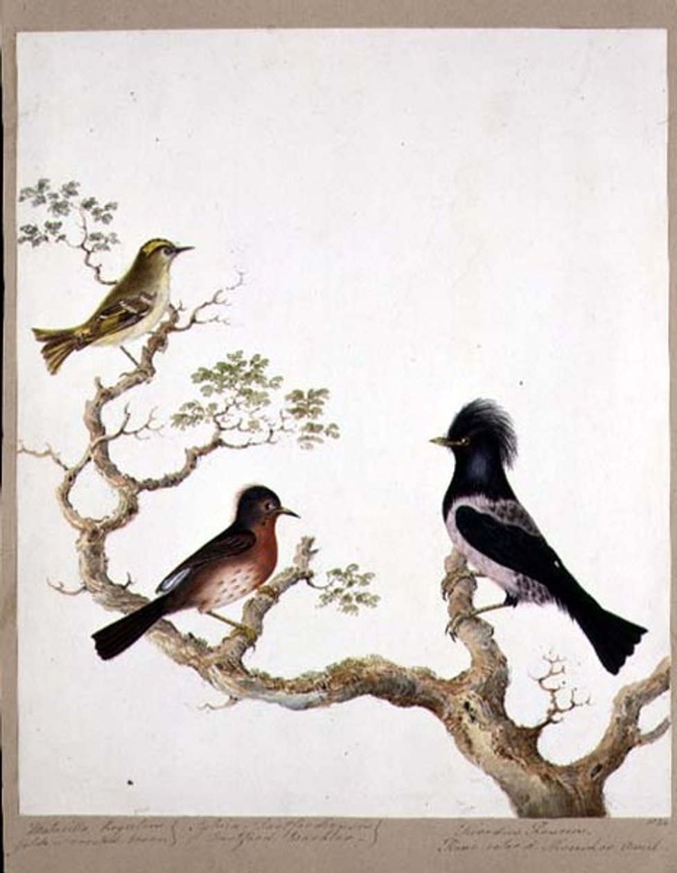 Uma carriça de crista dourada, um toutinegra de Dartford e um tordo colorido de Rosa ou Ouzel, 1824 (wc no papel) de English School