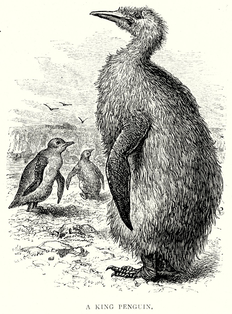 Um Rei Pinguim (gravura) de English School
