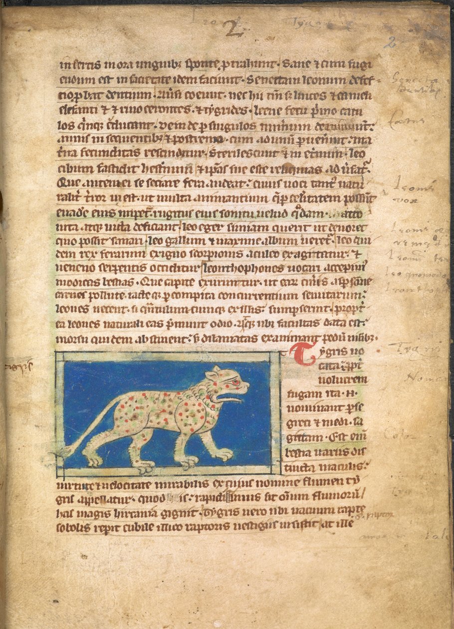 Um Tigre, de Sloane 3544, f.2 (velino) de English School