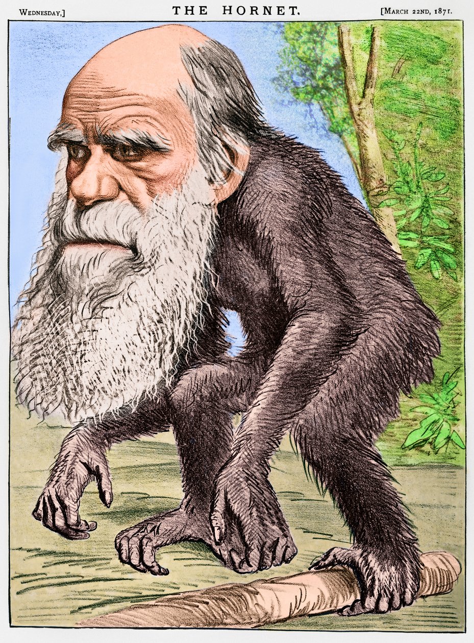 "A Venerable Orang-outang", uma caricatura de Charles Darwin como um macaco de English School
