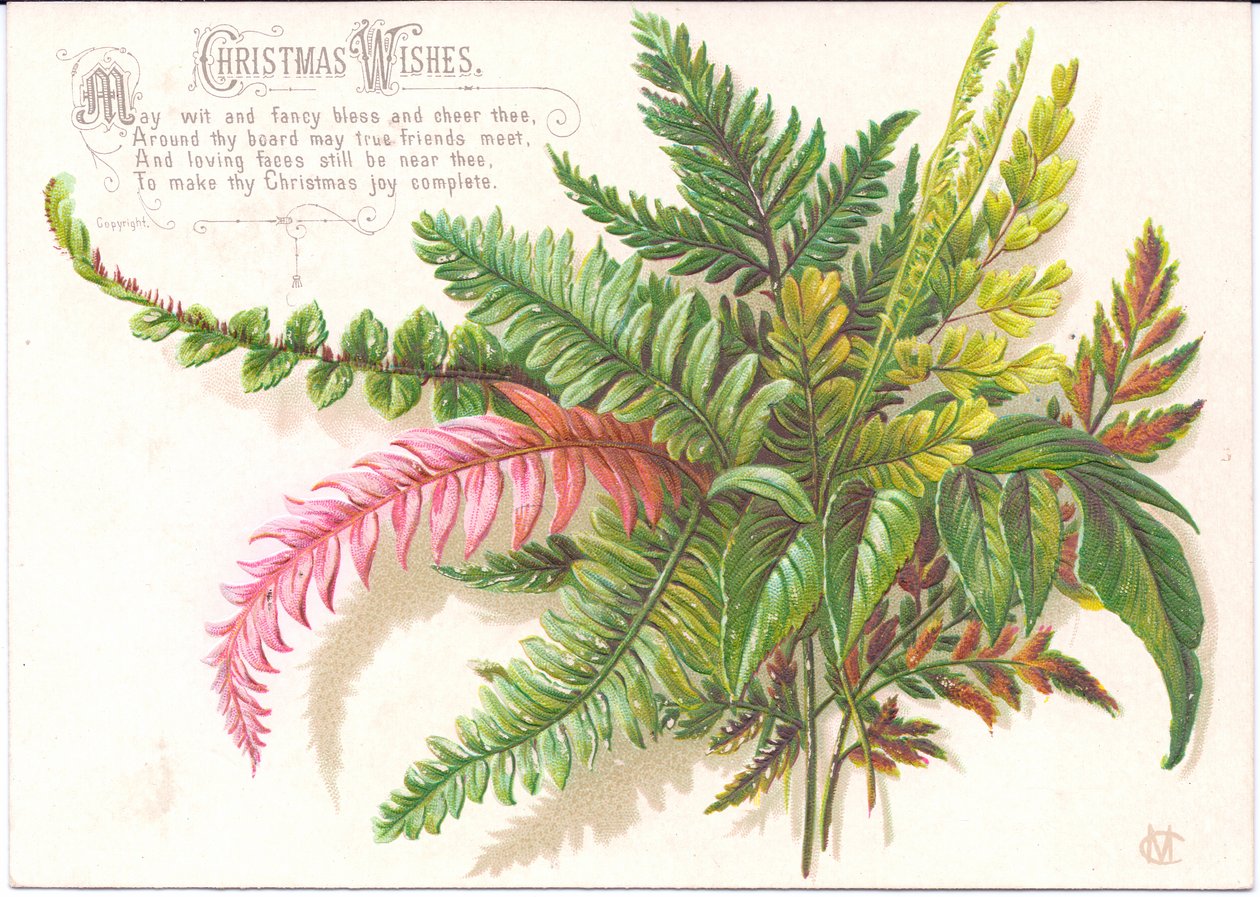 Um cartão de Natal vitoriano com um ramo de samambaias, c.1880 de English School