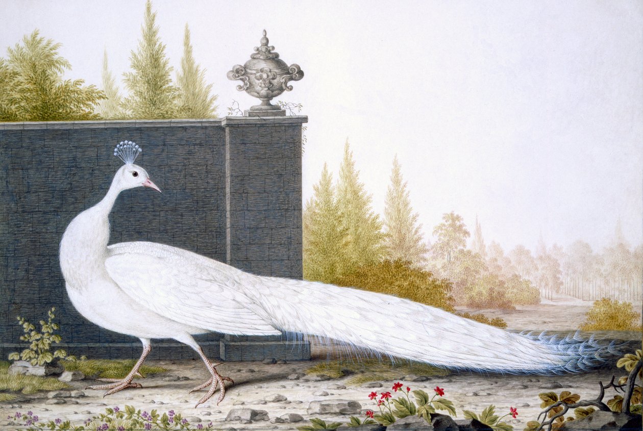 Um branco peahen de English School