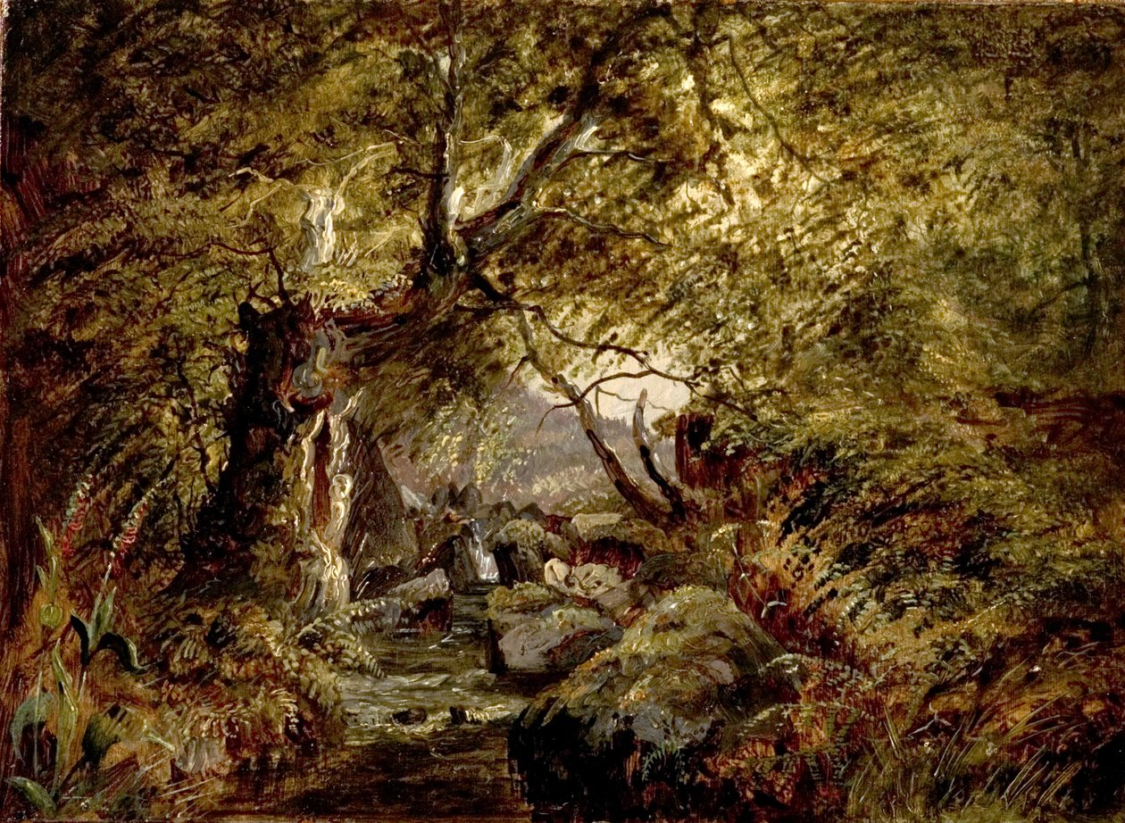 Um córrego da floresta de English School