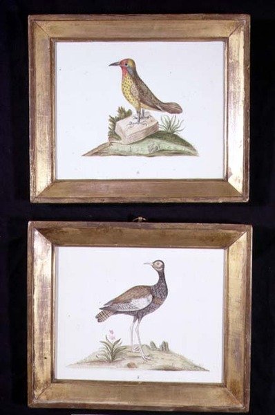 Um Pica-pau e um Grouse, c.1800 (aguarela sobre papel) de English School