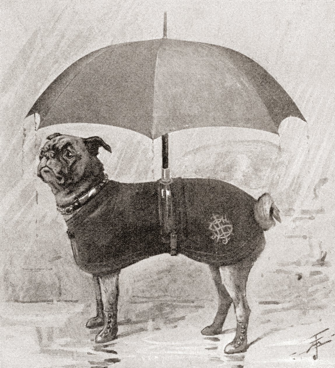 Um pug com botas, casaco e guarda-chuva para o proteger da chuva de English School