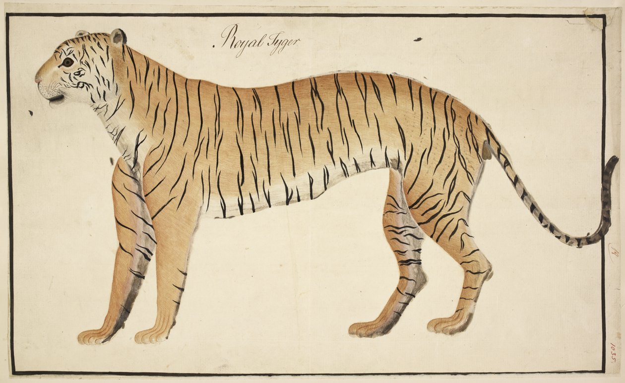 Um tigre real da coleção Serfagee of Tanjore de English School
