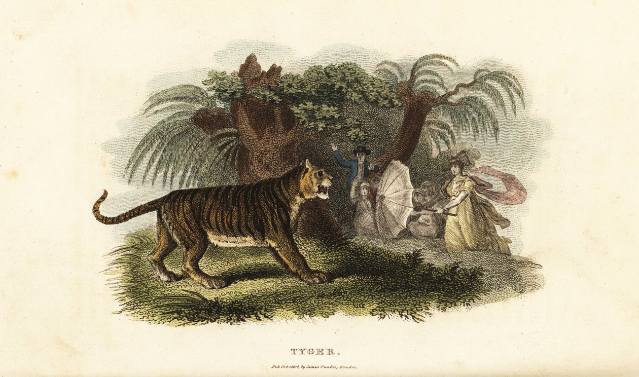 Um tigre, Panthera tigris, assustado por uma mulher inglesa a acenar com um guarda-chuva. de English School