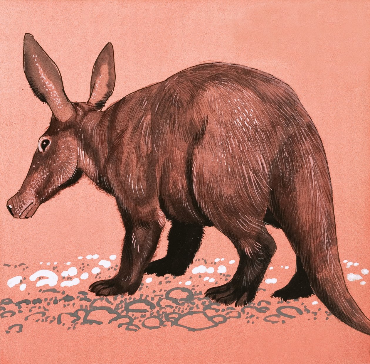 Aardvark de English School