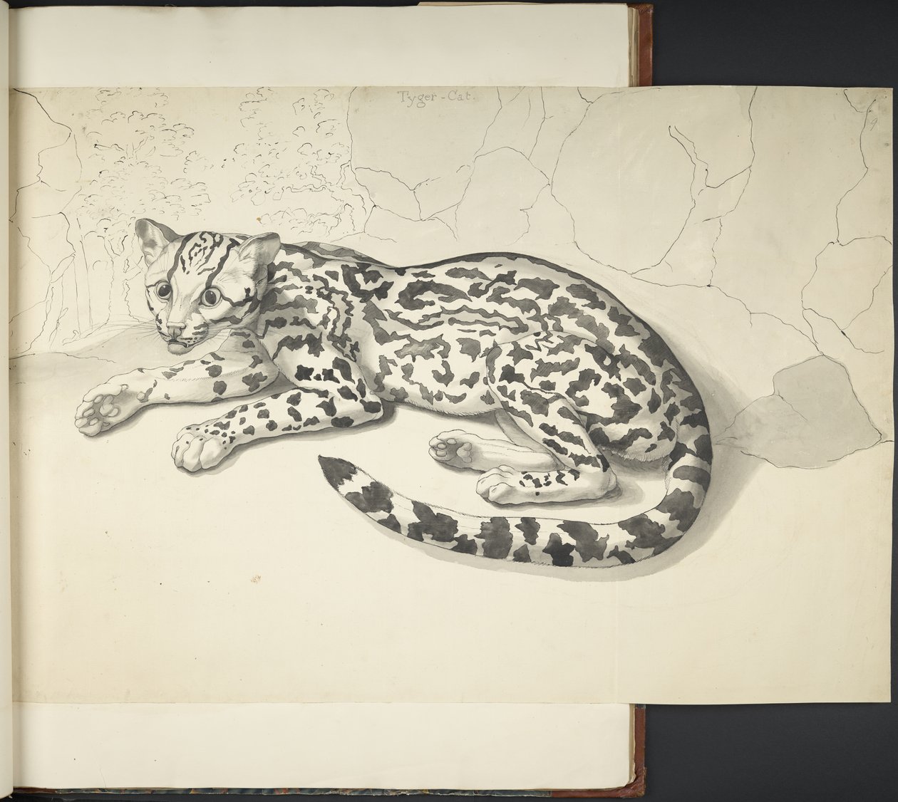 Adicionar MS 11807 f.9 Tyger Cat, de "Desenhos, em grande escala, em tinta indiana e lápis, de vários Animais e Pássaros" (tinta indiana sobre papel) de English School