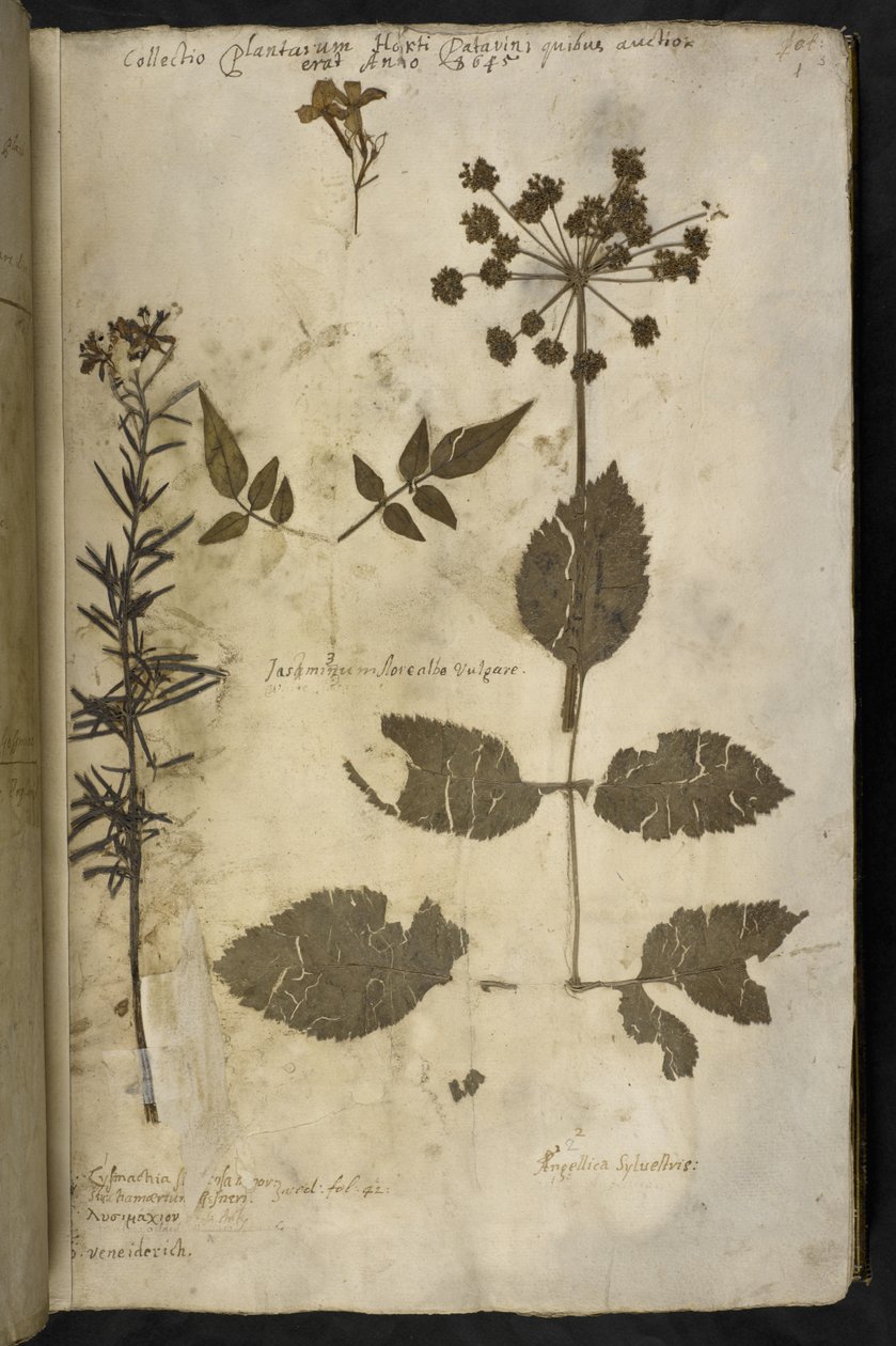 Adicionar MS 78334 f.3r Espécime de planta seca com explicação, do 