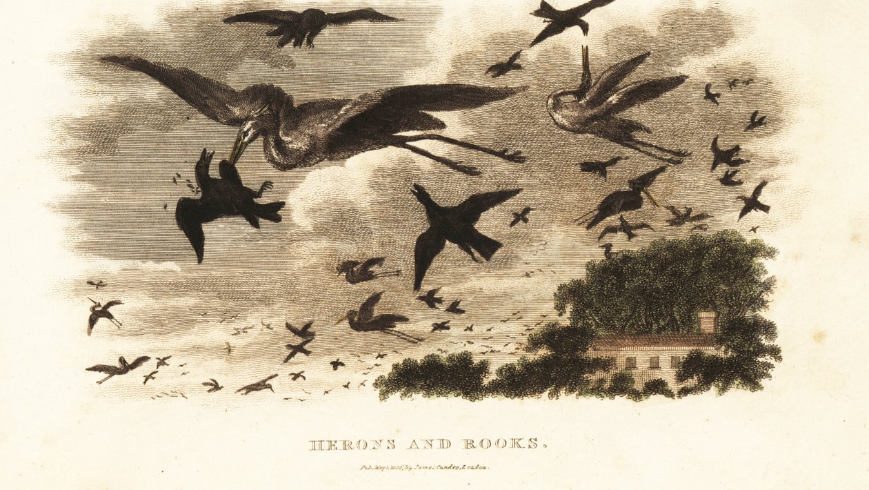 Batalha aérea entre garças e torres de nidificação perto da casa de Daniel Wilson Torre Dallam, Westmorland de English School