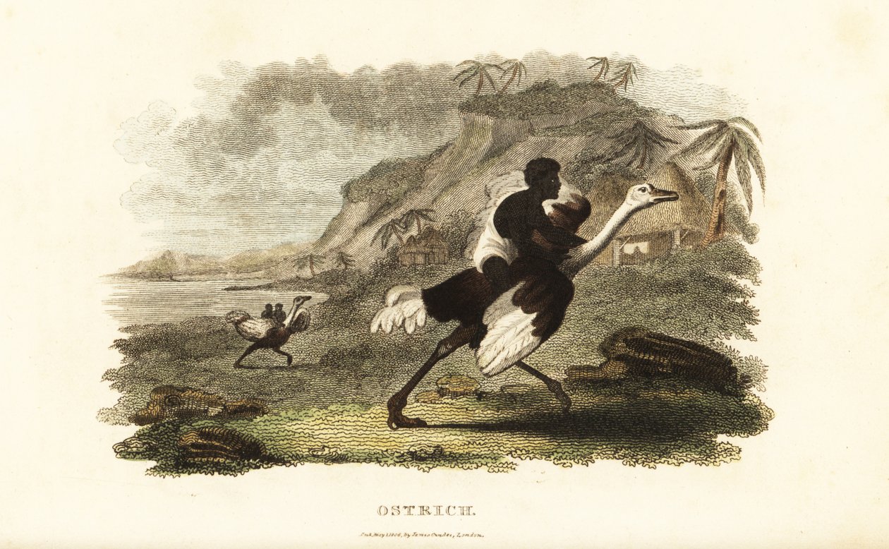 Homens e rapazes africanos a cavalgar avestruzes domesticadas numa fábrica francesa perto de Podor, Senegal de English School