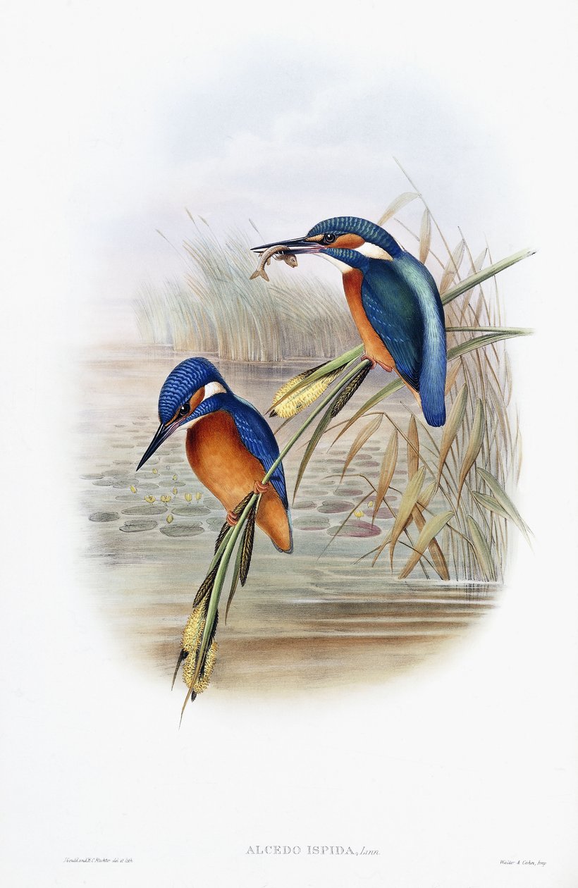 Alcedo Ispida (Martim-pescador-comum) de English School