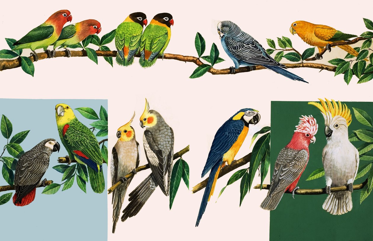 Todos os tipos de papagaios bonitos, ilustração de "Era uma vez de English School