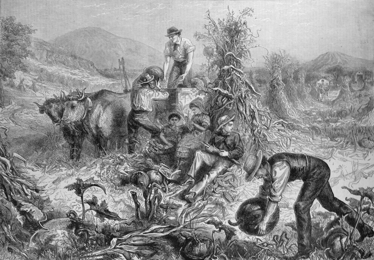 Husbandry americano: recolhendo abóboras e milho de descascamento, &39;da notícia ilustrada de Londres&39;, o 24 de setembro de 1881 de English School
