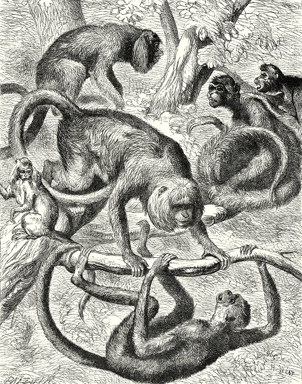 Macacos americanos (gravura) de English School